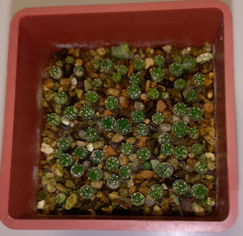 Нажмите на изображение для увеличения.

Название:	20260117_130857.jpg
Просмотров:	18
Размер:	244.0 Кб
ID:	542486