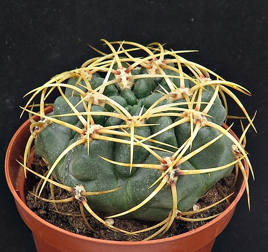 Нажмите на изображение для увеличения.  Название:	IMG_1221.jpg Просмотров:	0 Размер:	268.2 Кб ID:	542493