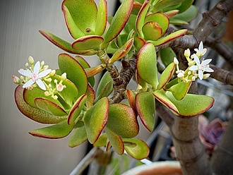 Нажмите на изображение для увеличения.

Название:	photo_2026-01-17_21-27-24.jpg
Просмотров:	195
Размер:	199.7 Кб
ID:	542502