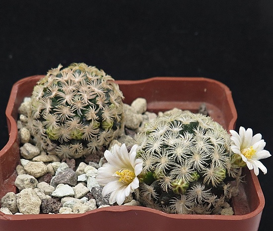 Нажмите на изображение для увеличения.

Название:	IMG_1359..jpg
Просмотров:	150
Размер:	212.5 Кб
ID:	542512