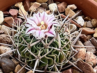 Нажмите на изображение для увеличения.

Название:	photo_2026-01-26_13-24-00.jpg
Просмотров:	10
Размер:	239.9 Кб
ID:	542555