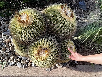 Нажмите на изображение для увеличения.

Название:	504182597_24471860152402280_6243966295617133051_n.jpg
Просмотров:	107
Размер:	372.5 Кб
ID:	542584