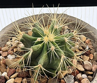 Нажмите на изображение для увеличения.

Название:	photo_2026-01-30_16-35-59.jpg
Просмотров:	83
Размер:	261.3 Кб
ID:	542625