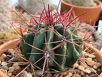 Нажмите на изображение для увеличения.

Название:	photo_2026-01-30_16-36-05.jpg
Просмотров:	84
Размер:	227.0 Кб
ID:	542626