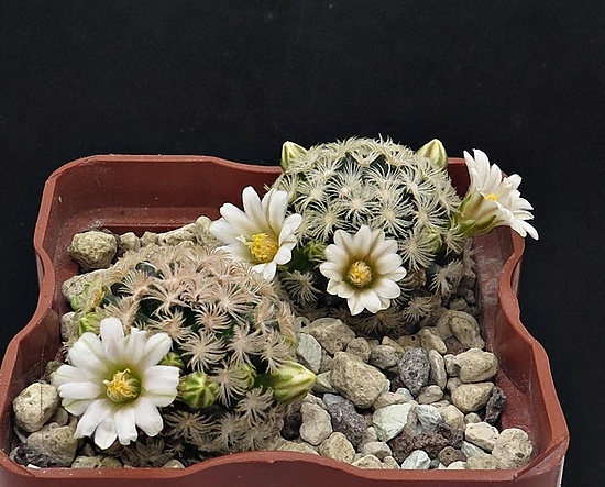 Нажмите на изображение для увеличения.

Название:	IMG_1390.jpg
Просмотров:	168
Размер:	222.2 Кб
ID:	542636