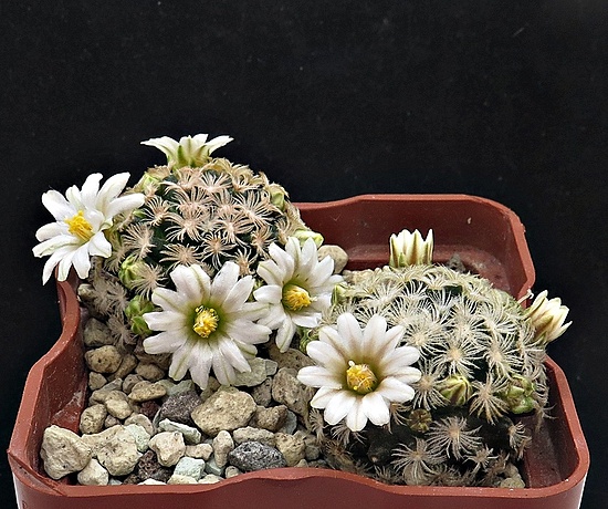 Нажмите на изображение для увеличения.

Название:	IMG_1407.jpg
Просмотров:	164
Размер:	256.9 Кб
ID:	542637