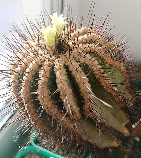 Нажмите на изображение для увеличения.

Название:	Uebelmannia pectinifera pseudopectinifera.jpg
Просмотров:	28
Размер:	242.9 Кб
ID:	542675