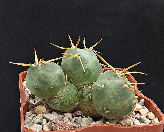 Нажмите на изображение для увеличения.

Название:	IMG_1462.jpg
Просмотров:	61
Размер:	231.3 Кб
ID:	542697