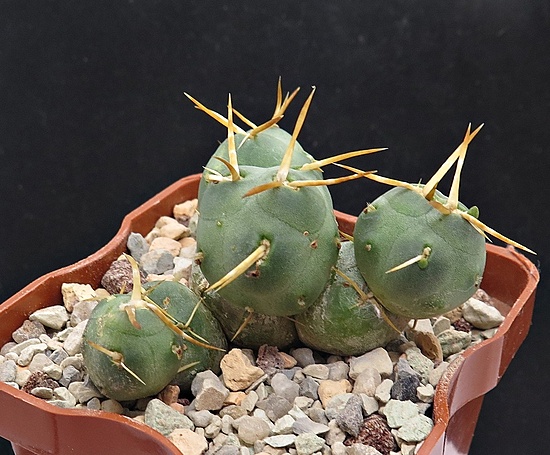 Нажмите на изображение для увеличения.

Название:	IMG_1451.jpg
Просмотров:	62
Размер:	221.4 Кб
ID:	542698