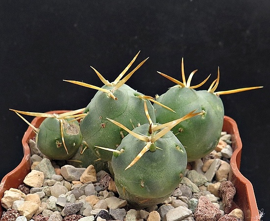 Нажмите на изображение для увеличения.

Название:	IMG_1459.jpg
Просмотров:	63
Размер:	232.2 Кб
ID:	542699