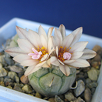 Нажмите на изображение для увеличения.

Название:	Turbinicarpus macrochele v.polaskii 888.jpg
Просмотров:	35
Размер:	208.5 Кб
ID:	542739