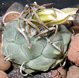 Нажмите на изображение для увеличения.

Название:	TURBINICARPUS schwarzii 6.jpg
Просмотров:	36
Размер:	287.5 Кб
ID:	542741