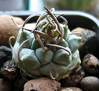 Нажмите на изображение для увеличения.

Название:	TURBINICARPUS schwarzii 1.jpg
Просмотров:	36
Размер:	284.3 Кб
ID:	542742