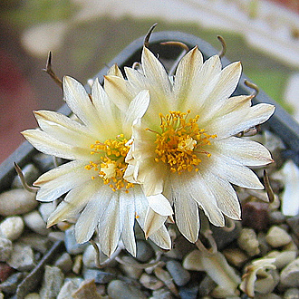 Нажмите на изображение для увеличения.

Название:	Изображение 100.jpg
Просмотров:	36
Размер:	241.6 Кб
ID:	542743