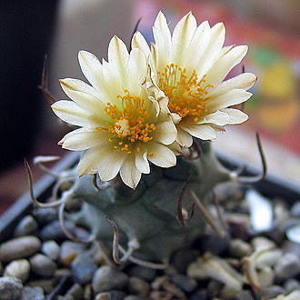 Нажмите на изображение для увеличения.

Название:	Изображение 098.jpg
Просмотров:	36
Размер:	373.5 Кб
ID:	542744