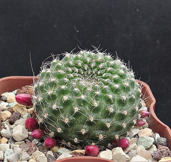 Нажмите на изображение для увеличения.

Название:	IMG_1454.jpg
Просмотров:	25
Размер:	274.8 Кб
ID:	542843