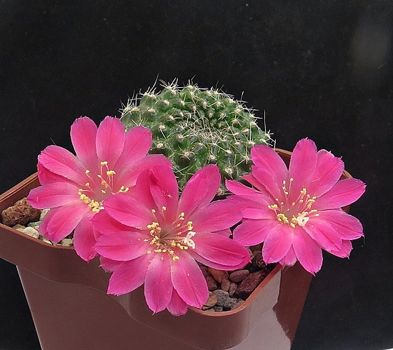 Нажмите на изображение для увеличения.

Название:	IMG_1482.jpg
Просмотров:	25
Размер:	235.5 Кб
ID:	542845