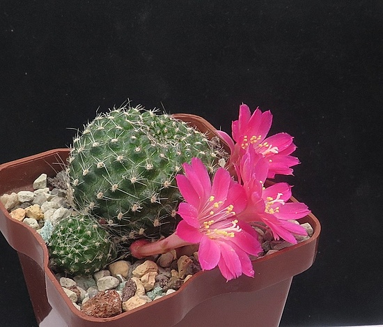 Нажмите на изображение для увеличения.

Название:	IMG_1474.jpg
Просмотров:	25
Размер:	215.0 Кб
ID:	542844