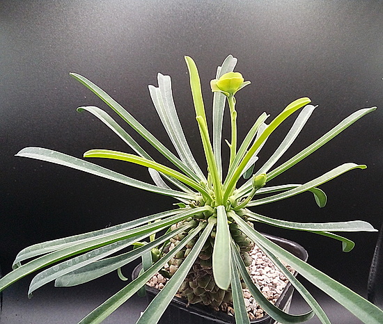 Нажмите на изображение для увеличения.

Название:	2.jpg
Просмотров:	26
Размер:	272.7 Кб
ID:	542853