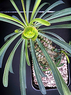 Нажмите на изображение для увеличения.

Название:	1.jpg
Просмотров:	26
Размер:	296.6 Кб
ID:	542852