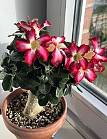 Нажмите на изображение для увеличения.  Название:	IMG_1602.jpg Просмотров:	0 Размер:	203.9 Кб ID:	542888