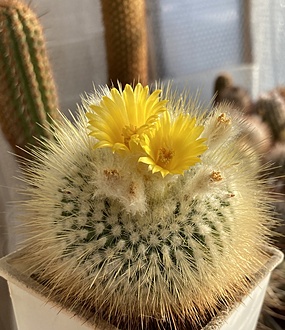 Нажмите на изображение для увеличения.  Название:	IMG_2918.jpg Просмотров:	0 Размер:	232.8 Кб ID:	542928