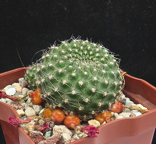 Нажмите на изображение для увеличения.

Название:	IMG_1536.jpg
Просмотров:	39
Размер:	265.0 Кб
ID:	543028