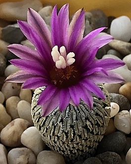 Нажмите на изображение для увеличения.

Название:	IMG_3106.jpg
Просмотров:	9
Размер:	178.7 Кб
ID:	543110