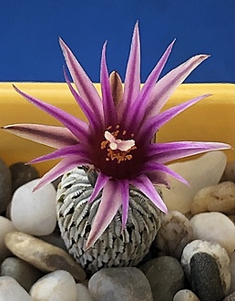 Нажмите на изображение для увеличения.

Название:	IMG_3104.jpg
Просмотров:	8
Размер:	150.1 Кб
ID:	543111