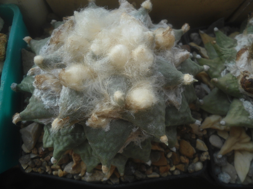 Нажмите на изображение для увеличения.

Название:	DSC03542.jpg
Просмотров:	14
Размер:	166.0 Кб
ID:	543187