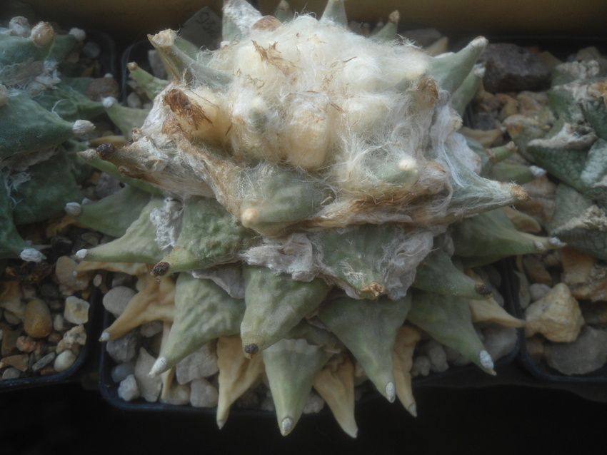 Нажмите на изображение для увеличения.

Название:	DSC03543.jpg
Просмотров:	14
Размер:	169.3 Кб
ID:	543188