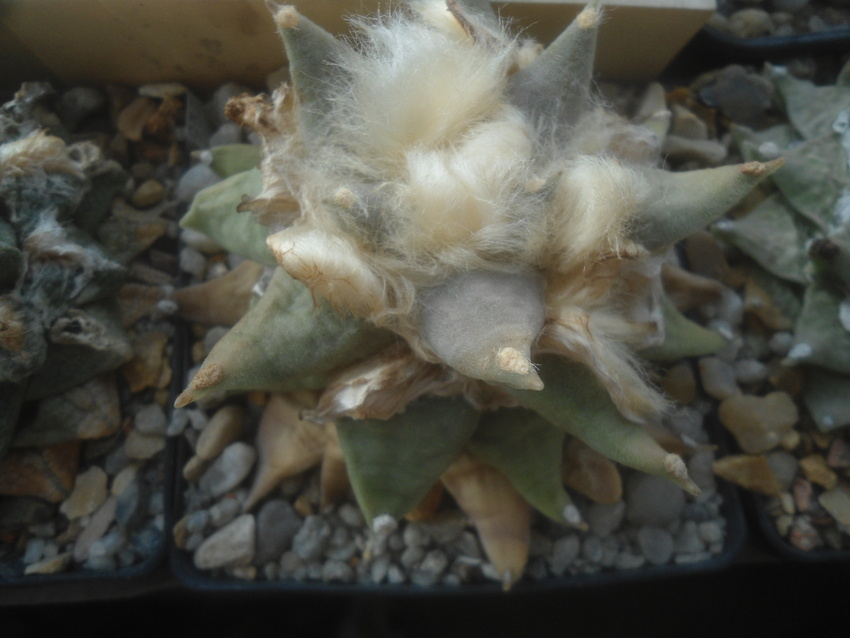 Нажмите на изображение для увеличения.

Название:	DSC03544.jpg
Просмотров:	14
Размер:	143.6 Кб
ID:	543189