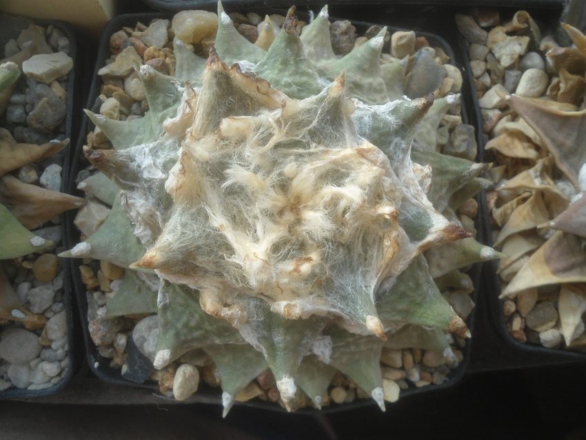 Нажмите на изображение для увеличения.

Название:	DSC03545.jpg
Просмотров:	14
Размер:	199.2 Кб
ID:	543190