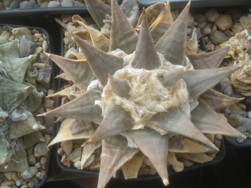 Нажмите на изображение для увеличения.

Название:	DSC03546.jpg
Просмотров:	14
Размер:	206.5 Кб
ID:	543191