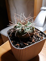 Нажмите на изображение для увеличения.

Название:	IMG_20260316_183708.jpg
Просмотров:	63
Размер:	153.3 Кб
ID:	543193