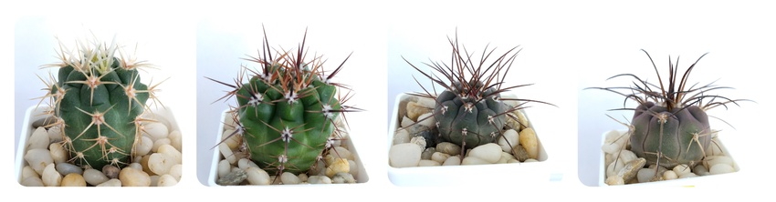 Нажмите на изображение для увеличения.  Название:	1774008614909.jpg Просмотров:	0 Размер:	57.1 Кб ID:	543198