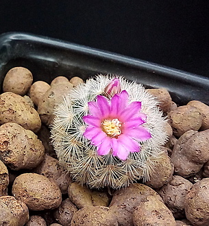 Нажмите на изображение для увеличения.

Название:	1.jpg
Просмотров:	50
Размер:	321.6 Кб
ID:	543221