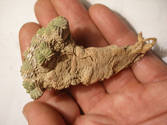 Нажмите на изображение для увеличения.

Название:	A.вальдези.jpg
Просмотров:	24
Размер:	146.6 Кб
ID:	543276