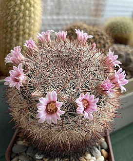 Нажмите на изображение для увеличения.

Название:	IMG_2966.jpg
Просмотров:	15
Размер:	250.7 Кб
ID:	543312