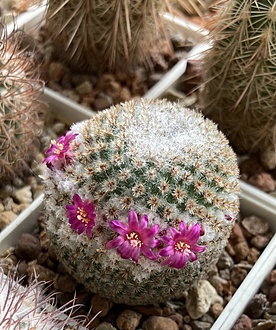 Нажмите на изображение для увеличения.

Название:	IMG_2965.jpg
Просмотров:	14
Размер:	256.7 Кб
ID:	543313