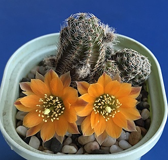 Нажмите на изображение для увеличения.

Название:	IMG_3148.jpg
Просмотров:	71
Размер:	224.2 Кб
ID:	543328