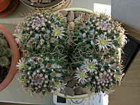 Нажмите на изображение для увеличения.

Название:	IMG_0898.jpg
Просмотров:	124
Размер:	249.0 Кб
ID:	543332