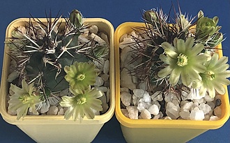 Нажмите на изображение для увеличения.

Название:	IMG_3162.jpg
Просмотров:	44
Размер:	190.1 Кб
ID:	543344