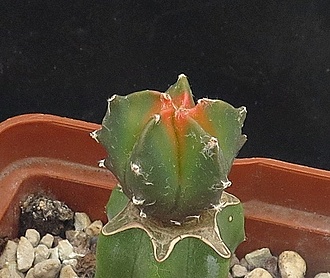 Нажмите на изображение для увеличения.

Название:	IMG_1555.jpg
Просмотров:	0
Размер:	313.1 Кб
ID:	543384