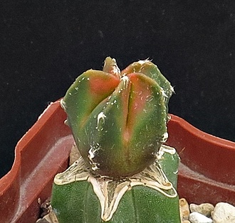 Нажмите на изображение для увеличения.

Название:	IMG_1560.jpg
Просмотров:	0
Размер:	233.0 Кб
ID:	543385