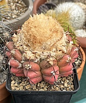 Нажмите на изображение для увеличения.

Название:	IMG_1655.jpg
Просмотров:	14
Размер:	261.8 Кб
ID:	543391