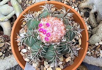 Нажмите на изображение для увеличения.

Название:	photo_2026-04-04_02-05-40 (2).jpg
Просмотров:	46
Размер:	230.7 Кб
ID:	543424