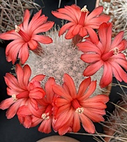 Нажмите на изображение для увеличения.  Название:	IMG_1657.jpg Просмотров:	0 Размер:	230.1 Кб ID:	543433