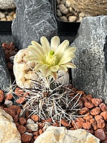 Нажмите на изображение для увеличения.

Название:	IMG_1661.jpg
Просмотров:	107
Размер:	279.4 Кб
ID:	543439