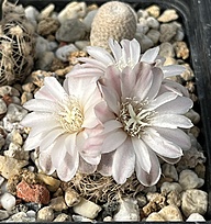 Нажмите на изображение для увеличения.

Название:	IMG_1662.jpg
Просмотров:	108
Размер:	252.0 Кб
ID:	543440